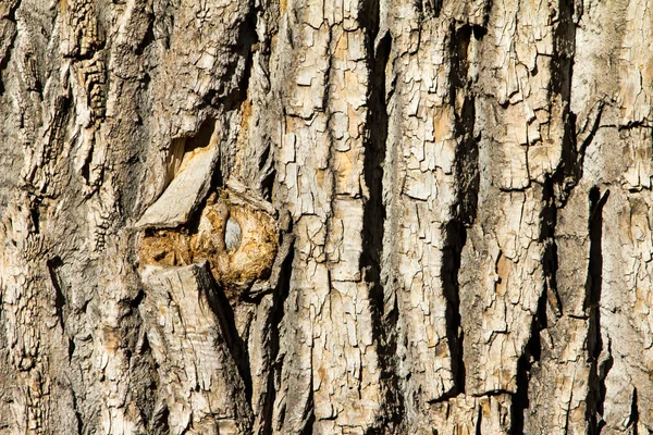 Hout boom schors textuur achtergrond patroon — Stockfoto