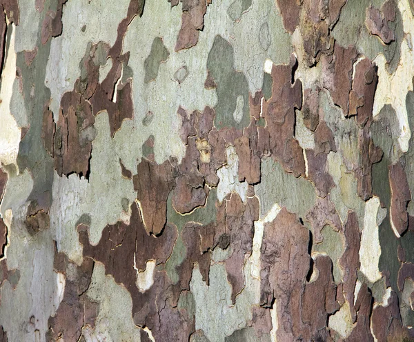 Tree Bark Background Texture — Stock Photo, Image