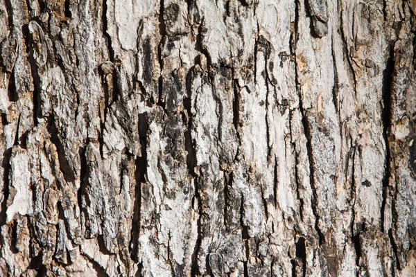 木製の木の背景テクスチャ — ストック写真