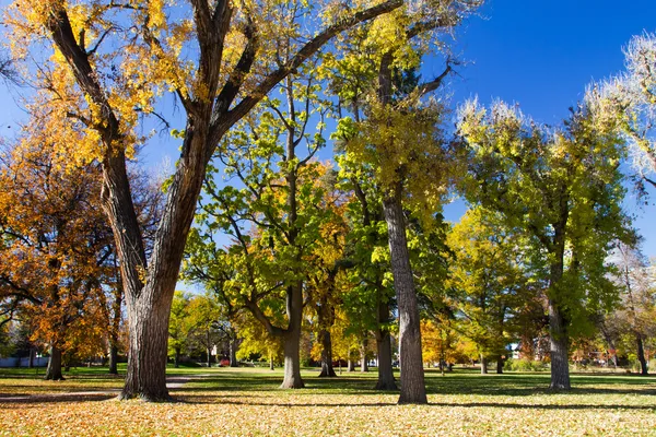 Şehir Parkı - denver, colorado ağaçlarda sonbaharda — Stok fotoğraf