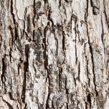 ahşap ağaç arka plan dokusu