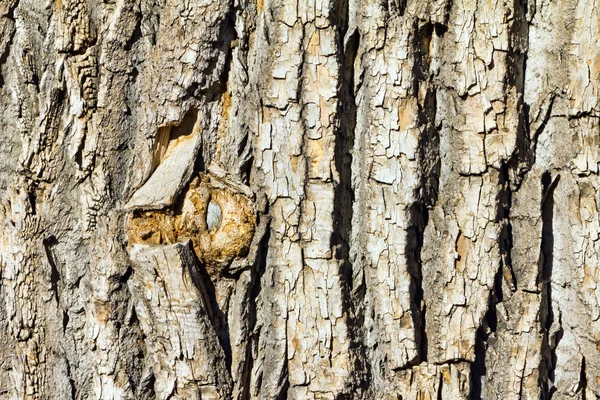 Legno albero corteccia texture sfondo modello — Foto Stock