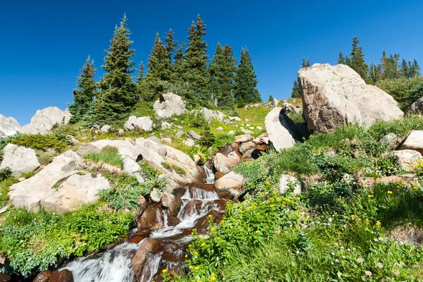 Colorado wodospad i kwiaty pejzaż scena — Zdjęcie stockowe