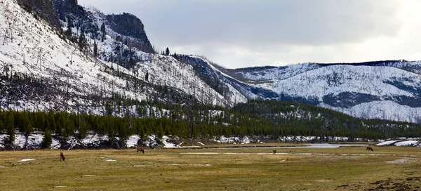Parque Nacional de Yellowstone Paisagem Panorâmica — Fotografia de Stock