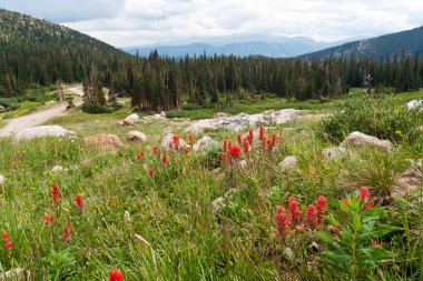 colorado dağlarında açan çiçekler
