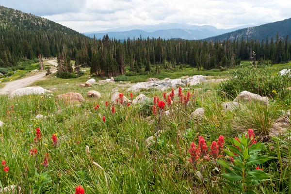 Florile sălbatice înfloresc în Munții Colorado — Fotografie, imagine de stoc