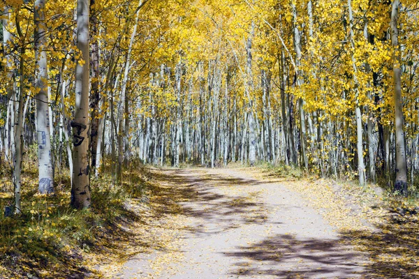 Camino de la suciedad a través del bosque de Aspen otoño en Colorado —  Fotos de Stock