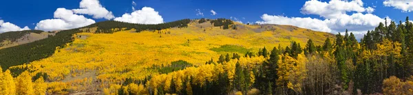 Fall Aspen Forest Peisaj panoramic — Fotografie, imagine de stoc