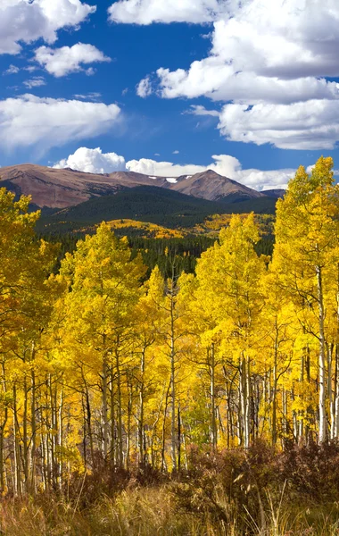 Bosque de Aspen grueso en otoño — Foto de Stock