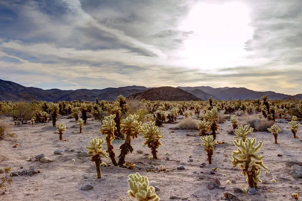 超现实的沙漠仙人掌景观 — 图库照片