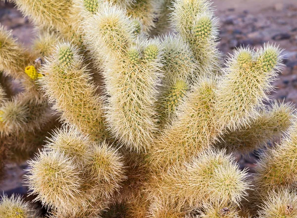 Cactus Needles Closeup — Stock Photo, Image