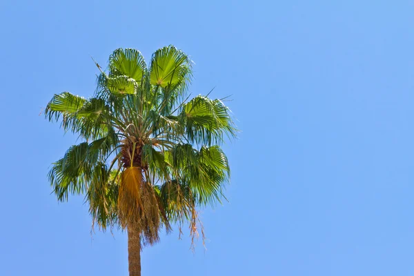 Palmeira no fundo céu azul — Fotografia de Stock