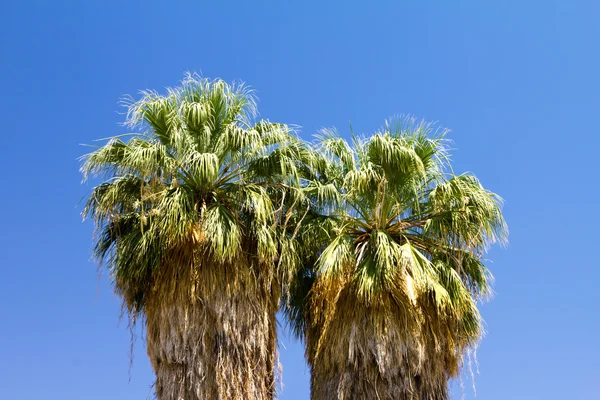 Twee hoge palmbomen — Stockfoto