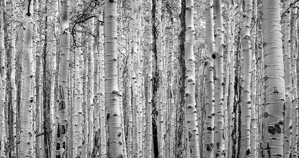 杨树茂密的森林用黑白创造出自然的背景质感 — 图库照片