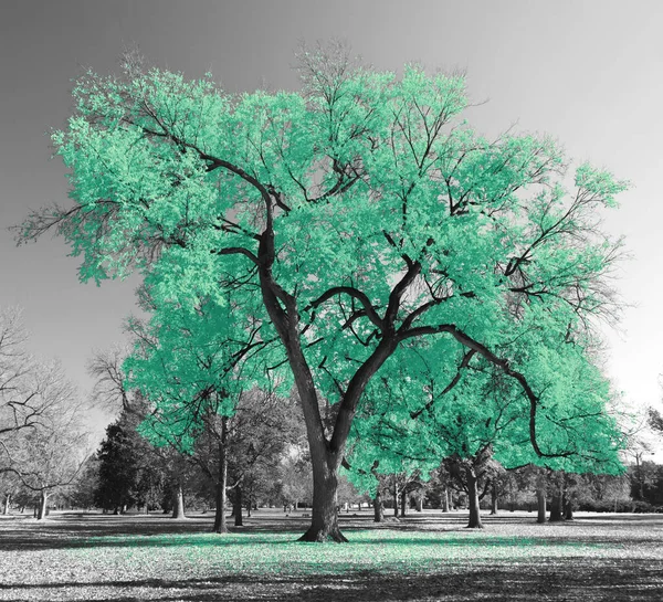 Big Colorful Tree Bright Green Leaves Black White Landscape Scene — Stock Photo, Image