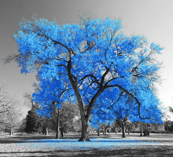 Stort Färgstarkt Träd Med Blå Blad Svartvitt Landskap Scen Parken — Stockfoto