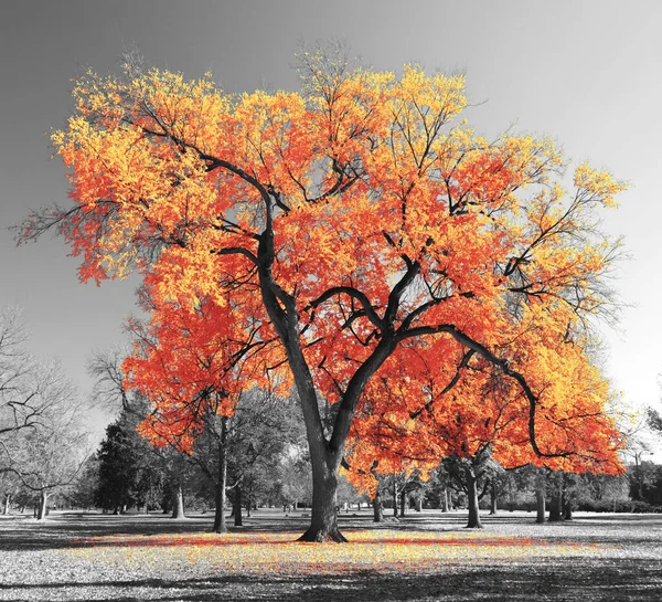 Grande Albero Colorato Con Foglie Giallo Arancio Brillante Una Scena — Foto Stock