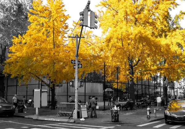 Kleurrijke Gele Valbomen Zwart Wit Landschap Scene Soho Buurt Van — Stockfoto