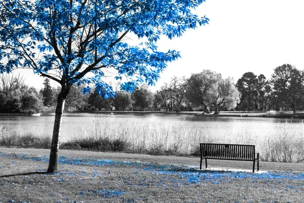 公園の黒と白の風景の中に空のベンチの上の青い木 — ストック写真