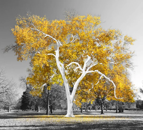 Großer Bunter Baum Mit Goldgelben Blättern Einer Schwarz Weißen Landschaft — Stockfoto