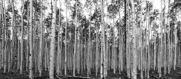 Dichter Wald Aus Hohen Bäumen Schwarz Weißen Panorama Landschaft Hintergrund — Stockfoto
