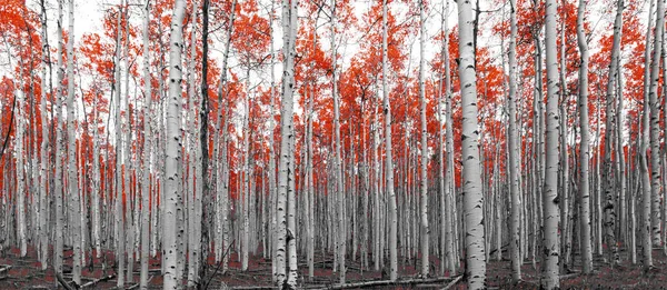 Dichter Wald Roter Bäume Schwarz Weißer Berglandschaft Colorado — Stockfoto
