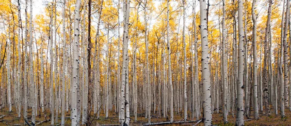Товстий Ліс Жовтих Осикових Дерев Під Час Піку Осіннього Листяного — стокове фото