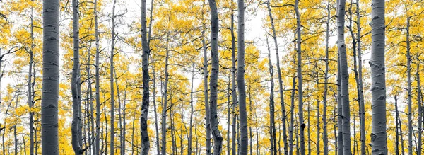 Panoramafall Landskap Asp Träd Skog Med Gula Blad Mot Vit — Stockfoto