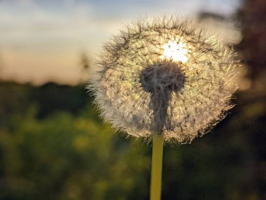 Sunlight shining through a white dandelion flower with blurred landscape background