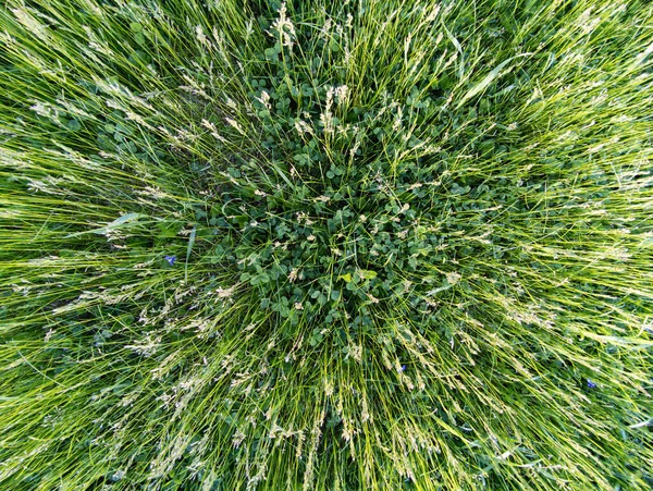 Overhead View Field Tall Green Grass Clovers Background Texturess — Fotografia de Stock