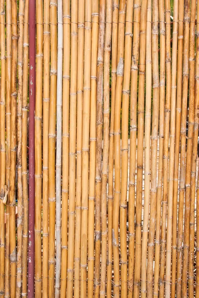 Bambus stěna. — Stock fotografie