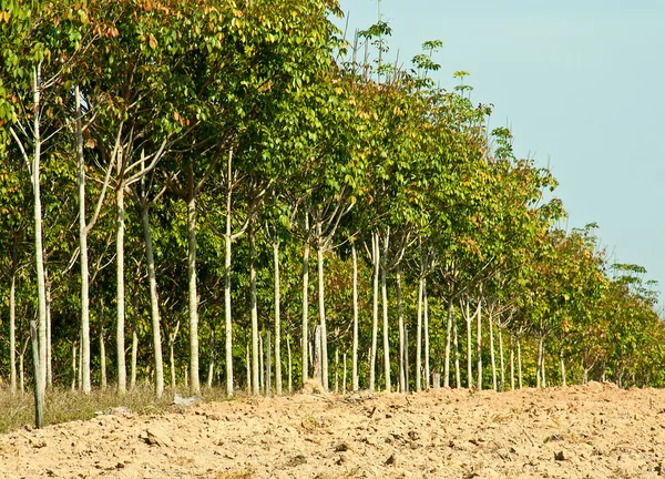 Rubber plantations. — Stock Photo, Image