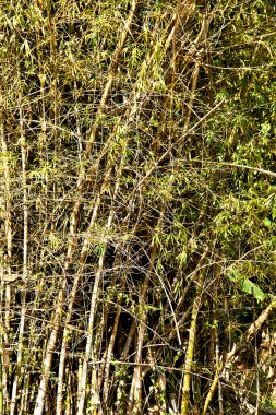 doğada bambu ağacı.