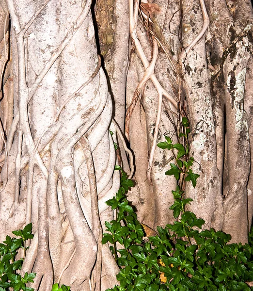 Tree roots. — Stock Photo, Image