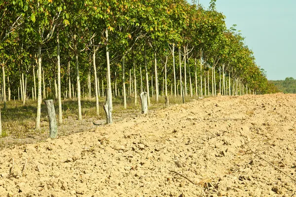 Rubber plantations. — Stock Photo, Image