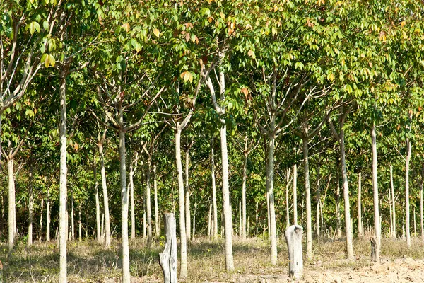 Plantaciones de caucho . —  Fotos de Stock