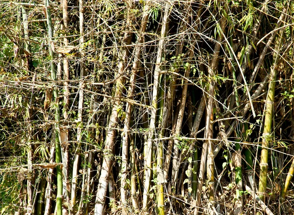 Doğada bambu ağacı. — Stok fotoğraf