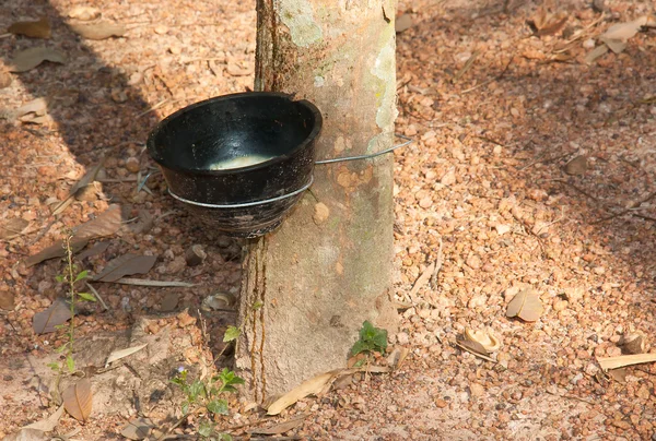 Rubber trees. — Stock Photo, Image