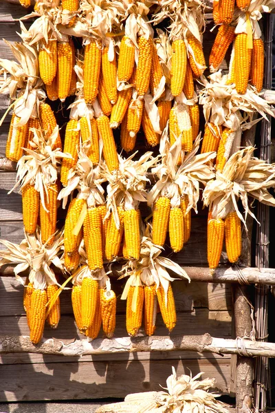 Many corn. — Stock Photo, Image