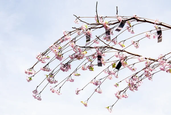 Branche Sakura — Photo