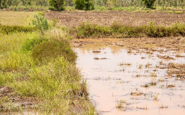 No cultivo do arroz . — Fotografia de Stock