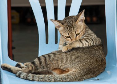 sandalye üzerinde kedi