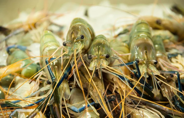 sepet içinde karides.