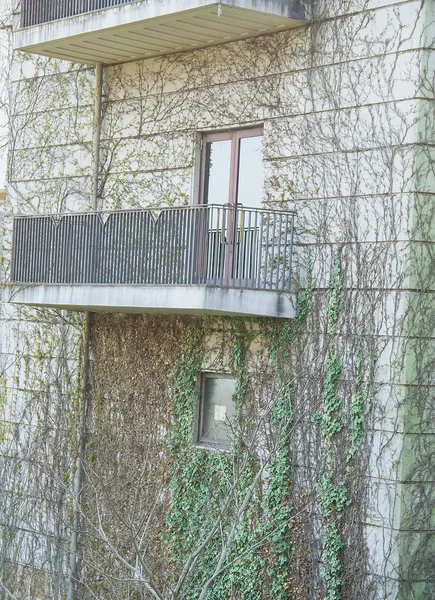 Tree climbing wall. — Stock Photo, Image