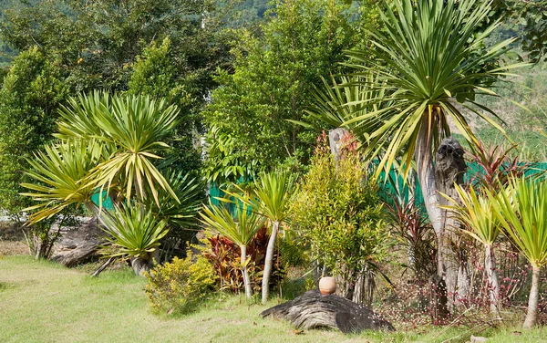 Tree wall — Stock Photo, Image