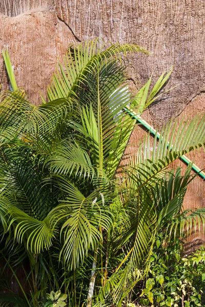 Tree wall — Stock Photo, Image