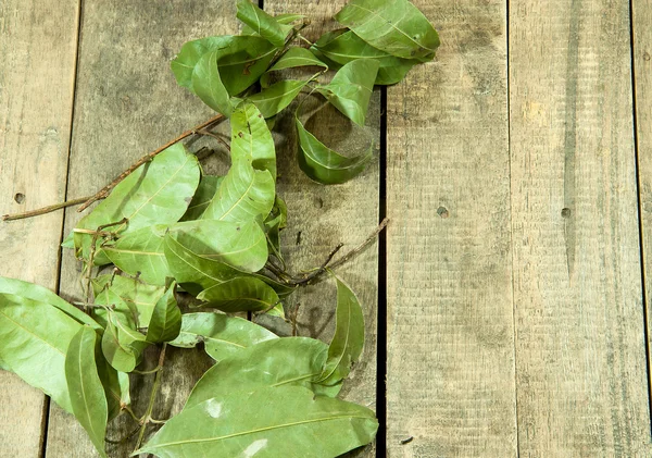 Hojas verdes — Foto de Stock