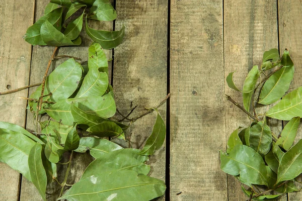 Hojas verdes — Foto de Stock