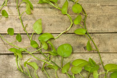 Yeşil tembul yaprak 