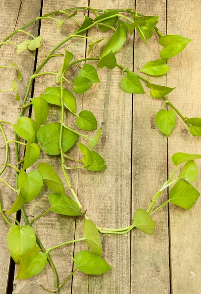 Hoja de betel verde — Foto de Stock